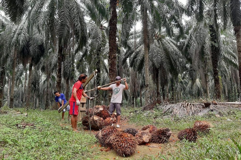 Kabar Baik, Kalbar Dapat Dana Bagi Hasil Sawit