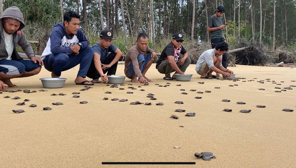 BKSDA Kalbar Kembali Lepasliarkan 197 Tukik Penyu Sisik