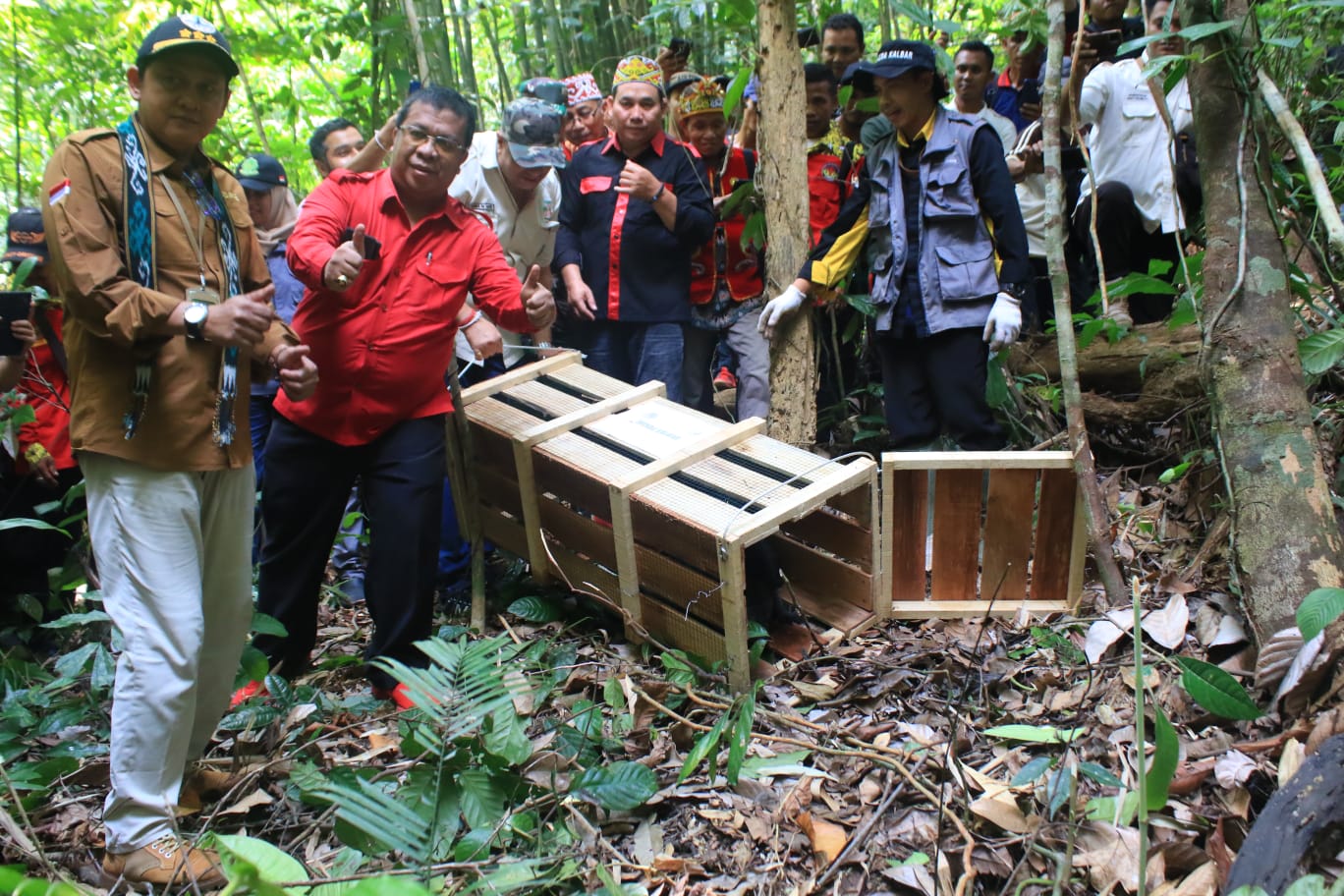 5 Ekor Binturong Dilepasliarkan BKSDA Kalbar