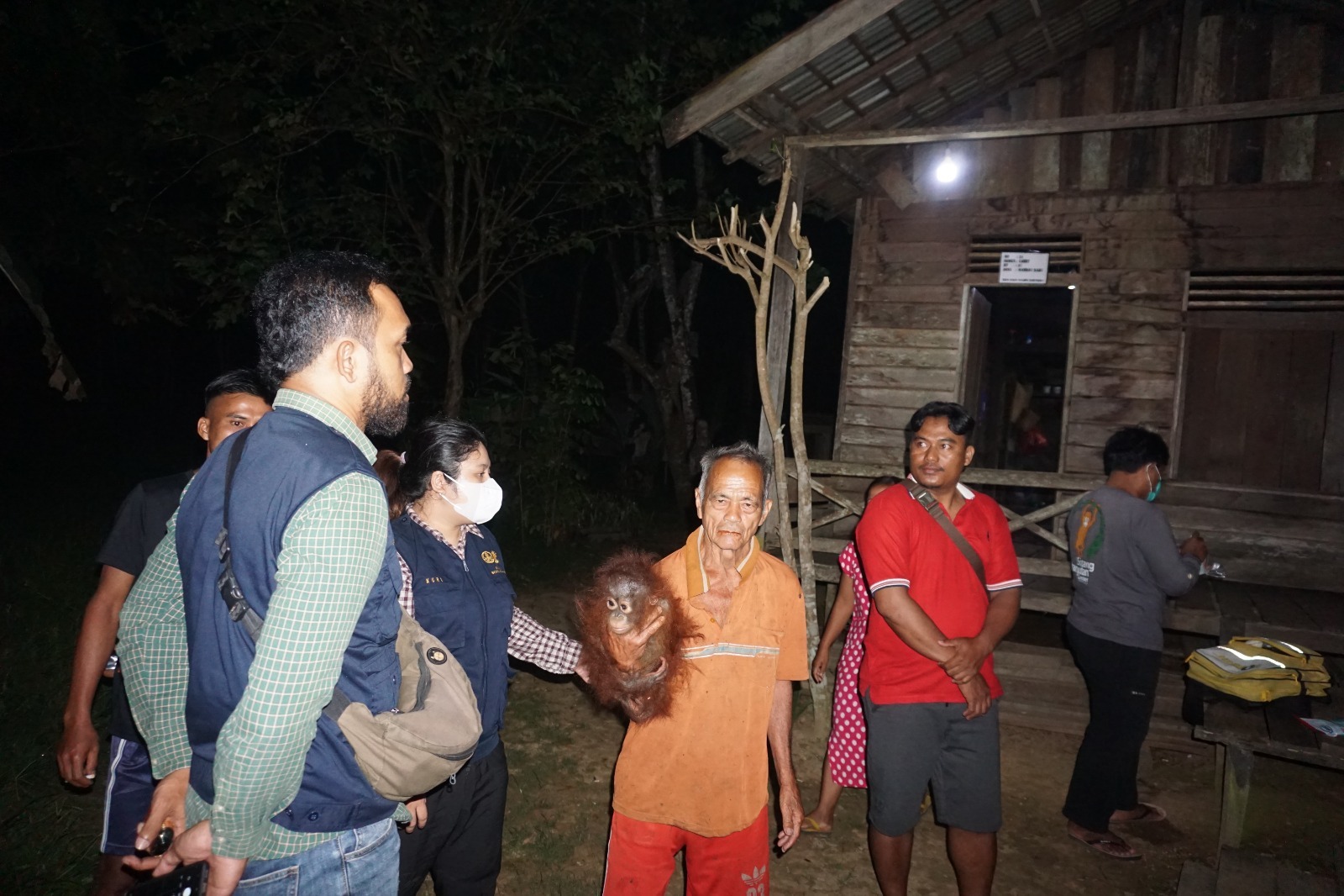 Bayi Orangutan Bebas dari Belenggu, Akan Dilepasliarkan