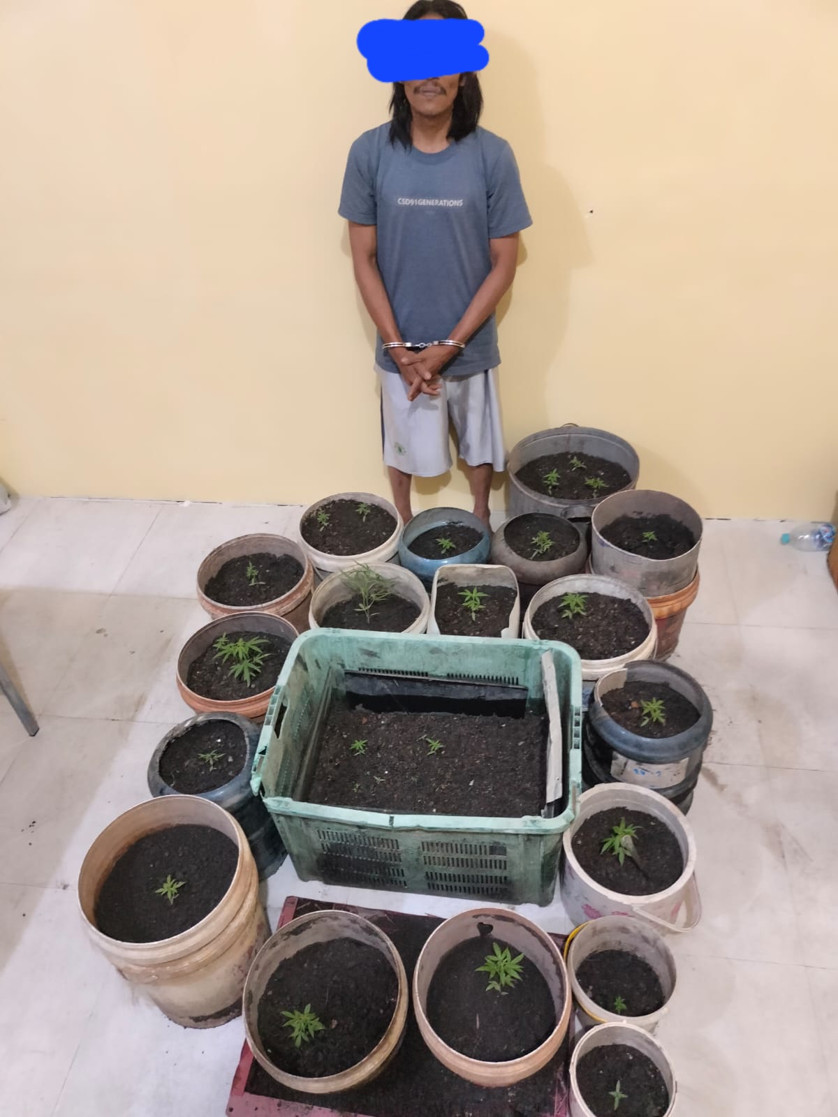 Berladang Ganja di Rumah, Tak Berkutik Disergap Ditnarkoba Polda