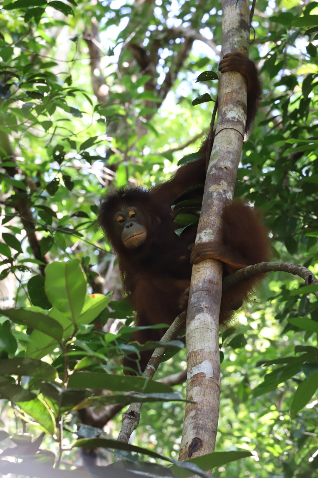 BKSDA Kalbar Klarifikasi, Viral Orangutan Lawan Bulldozer adalah Video Lama
