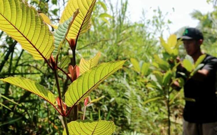 Fakta Dibalik Kontroversi Daun Kratom