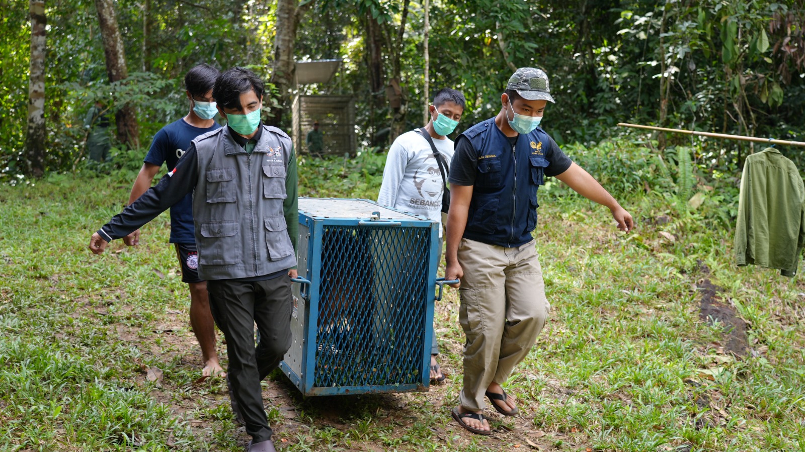 Pasca Rehabilitasi,Dua Individu Orangutan Kembali ke Habitatnya