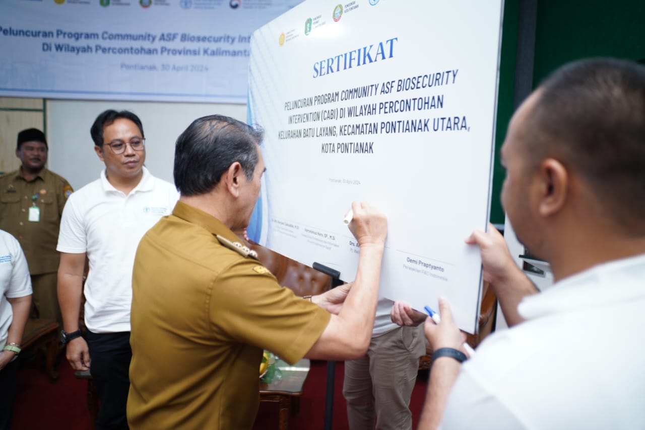 FAO Luncurkan Program CABI di Pontianak, Mitigasi Penyakit ASF pada Babi
