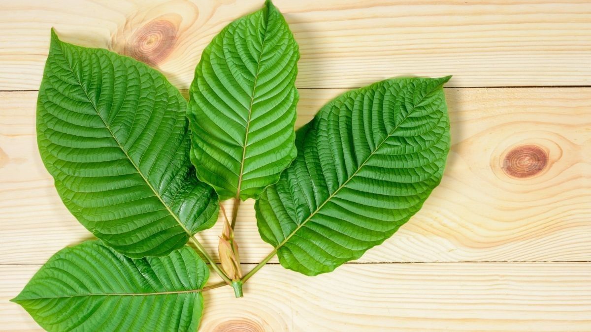 Legalisasi Tanaman Kratom Dibahas Jokowi dan Menteri Kabinet dalam Rapat Terbatas