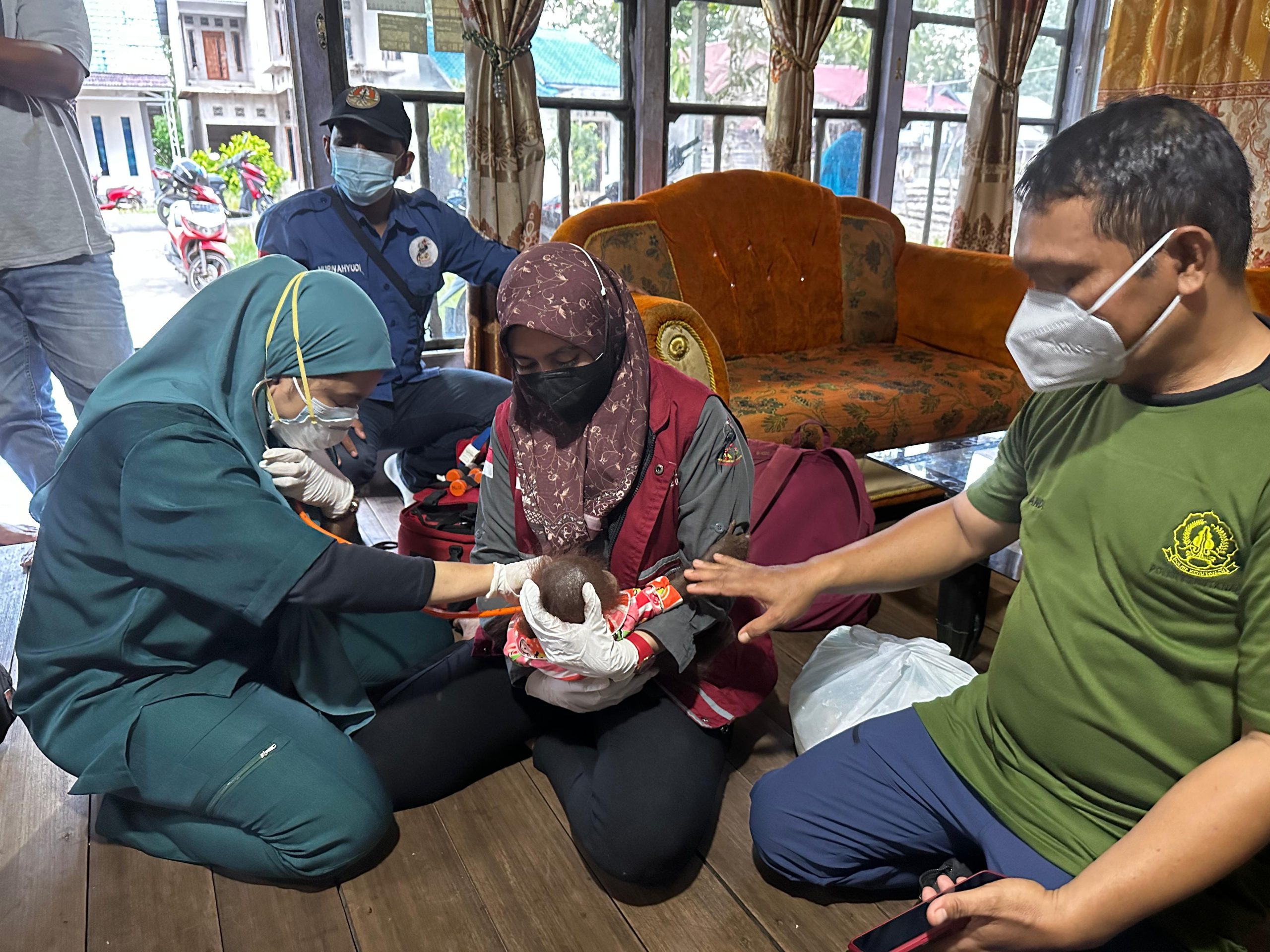 Warga Temukan Individu Bayi Orangutan Terlantar, BKSDA Lakukan Penyelamatan