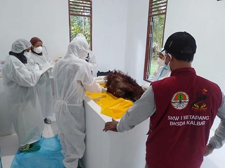 BKSDA Investigasi Mendalam Kasus Kematian Orangutan di Sukadana