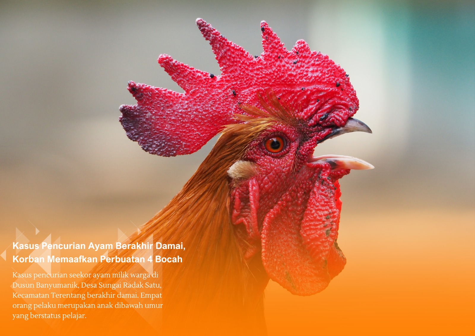 Empat Anak Bawah Umur Terlibat Kasus Pencurian Ayam