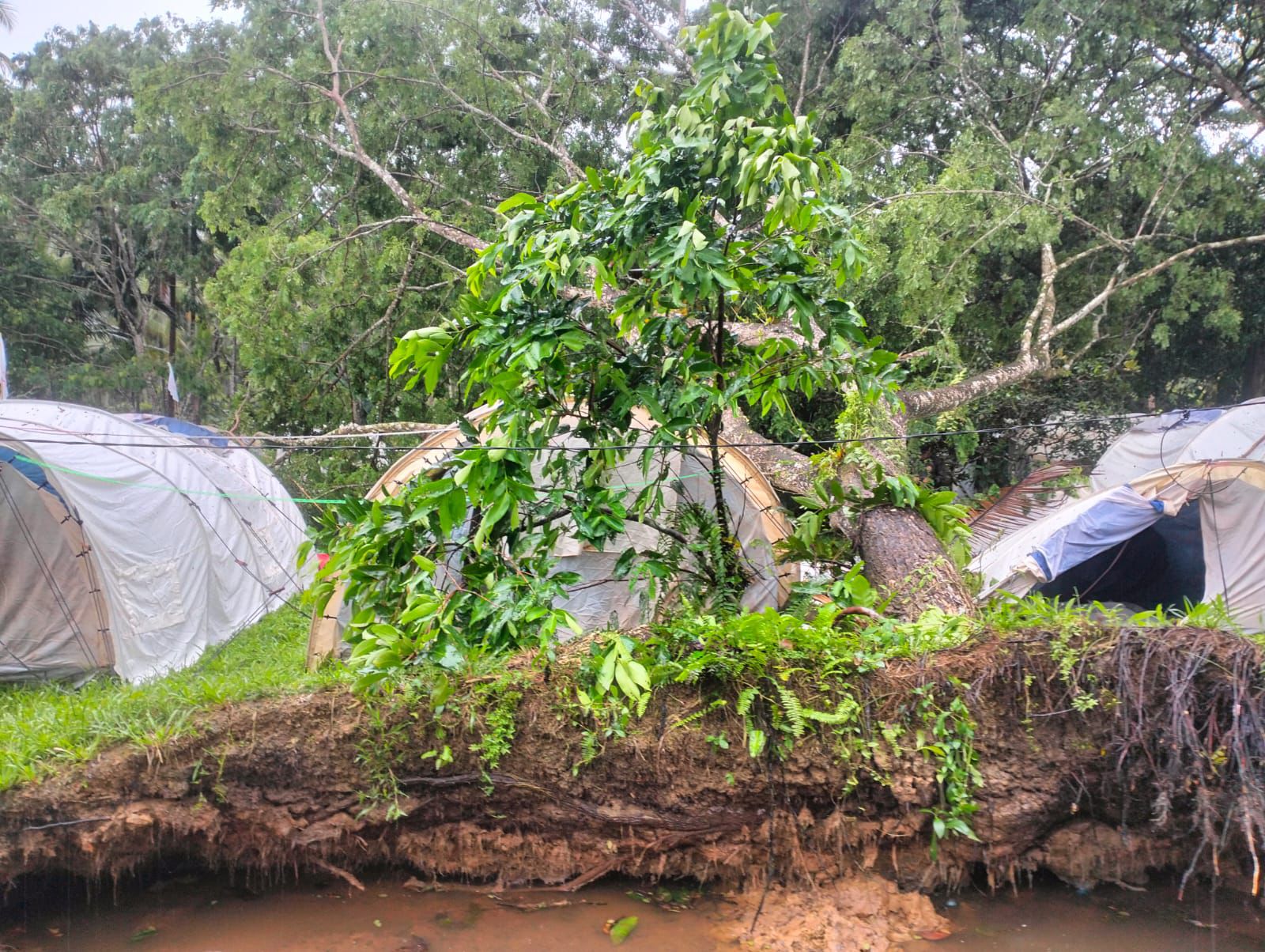 Pohon Tumbang di Perkemahan PMI, Satu Relawan Meninggal Dunia