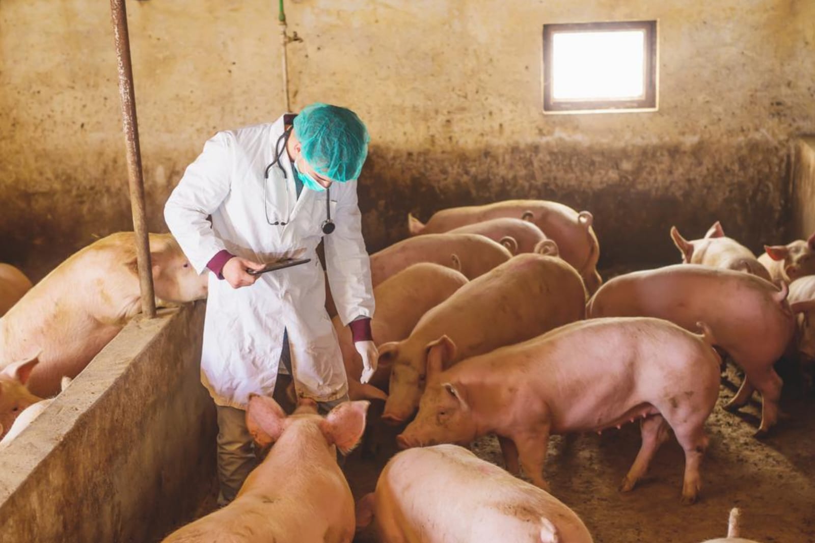 Waspada! Virus Mematikan African Swine Fever Mengancam Perbatasan Indonesia-Malaysia
