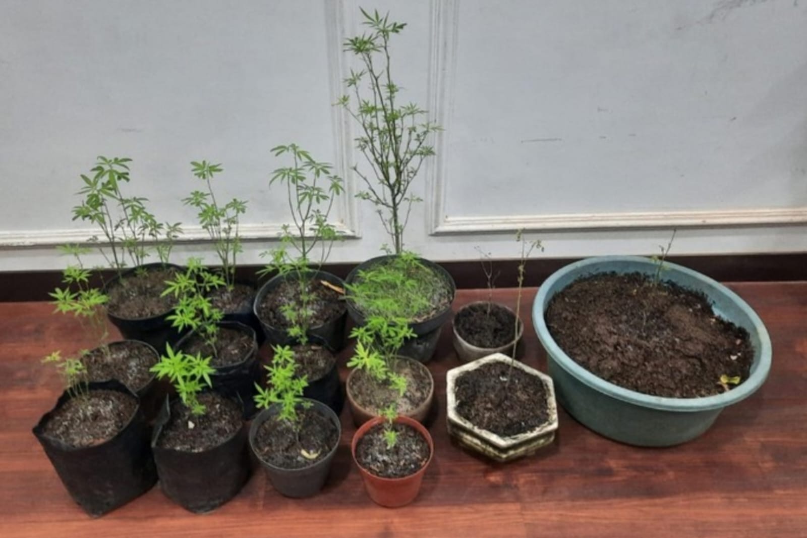 Lansia Tanam Ganja di Halaman Rumah