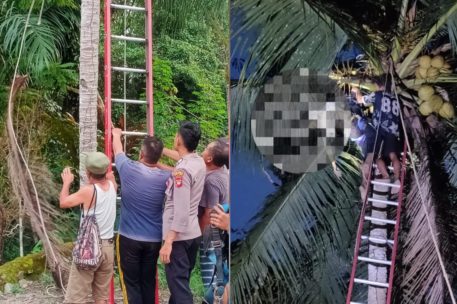Warga Dan Personel Polisi Polsek Belimbing Evakuasi Korban Meninggal di Pohon Kelapa