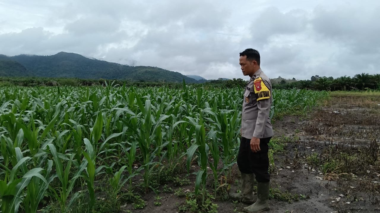 Bhabinkamtibmas Nanga Tayap Tinjau Tanaman Jagung Hibrida di Ketapang