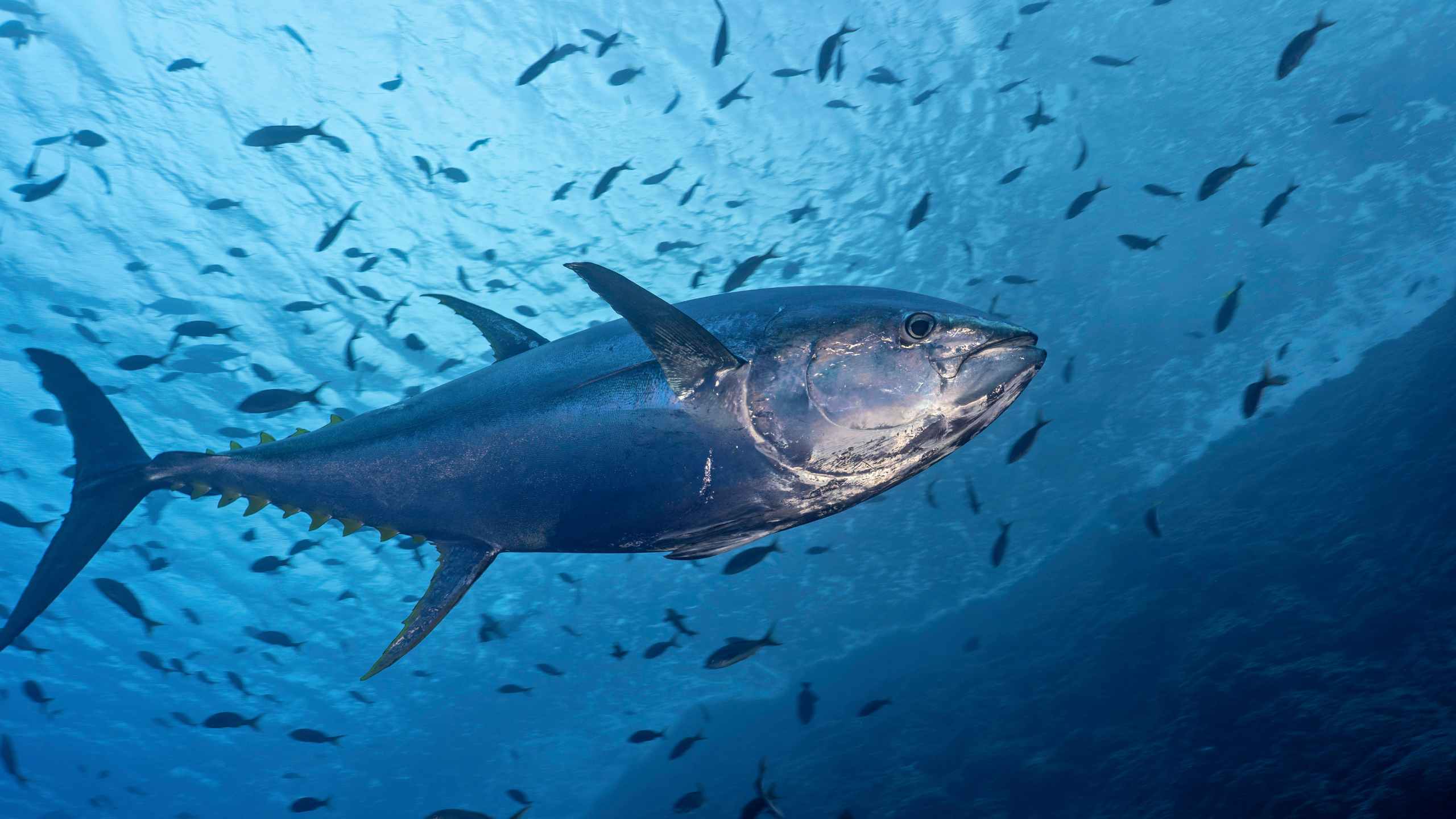 Kepatuhan Pengelolaan Tuna Indonesia Kalahkan Uni Eropa di Sidang IOTC 2025
