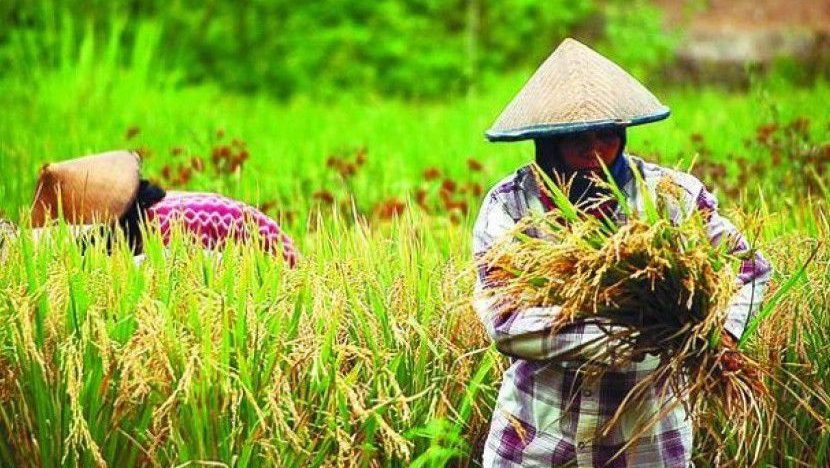 Pemkab Sintang Dukung Target Ketahanan Pangan Nasional 2025