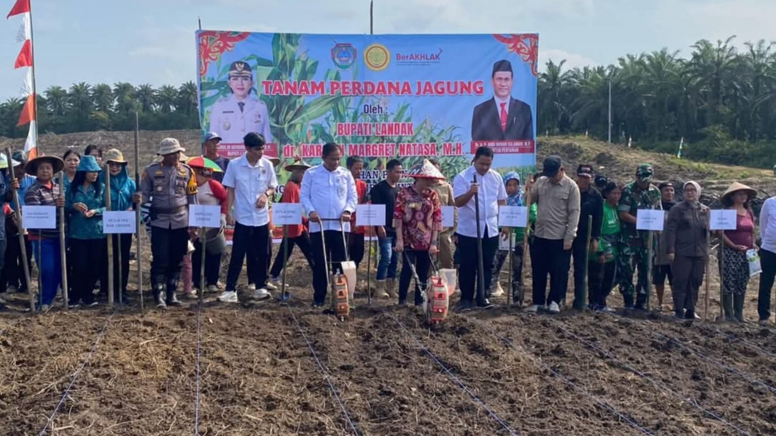 Dukung Ketahanan Pangan, PTPN IV dan Pemkab Landak Tanam Jagung di Lahan Replanting Sawit