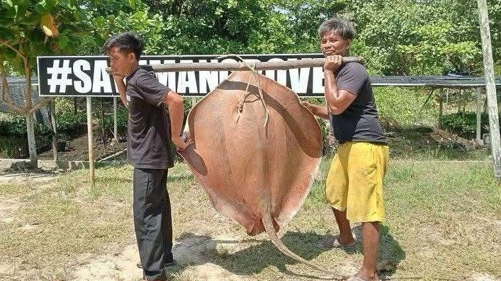 Nelayan Mempawah Tangkap Ikan Pari Raksasa 41,5 Kg di Kawasan Mangrove Park