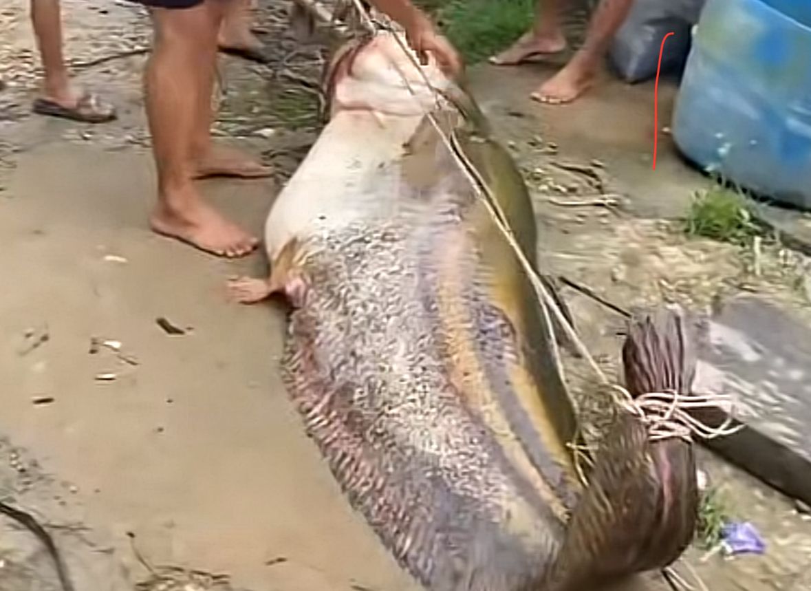 Geger Ikan Tapah Raksasa 134 Kg! Nelayan Tempunak Sintang Jadi Sorotan Warga