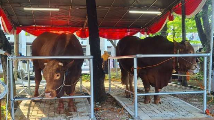 Presiden Prabowo dan Wapres Gibran Serahkan Sapi Kurban ke Masjid Istiqlal