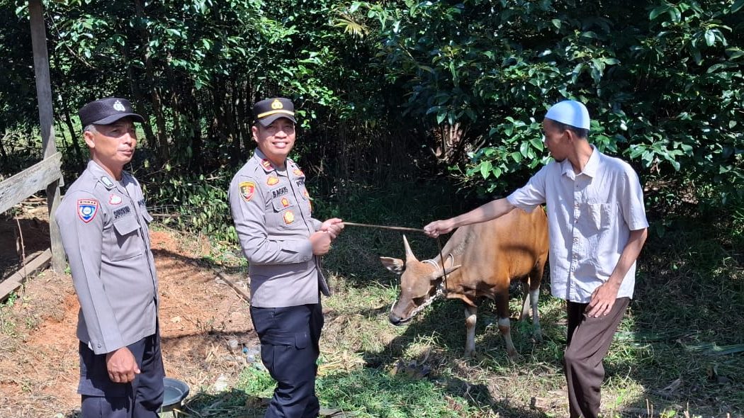 Kapolsek Nanga Tayap Serahkan Dua Ekor Sapi Kurban Sambut Iduladha 1446 H