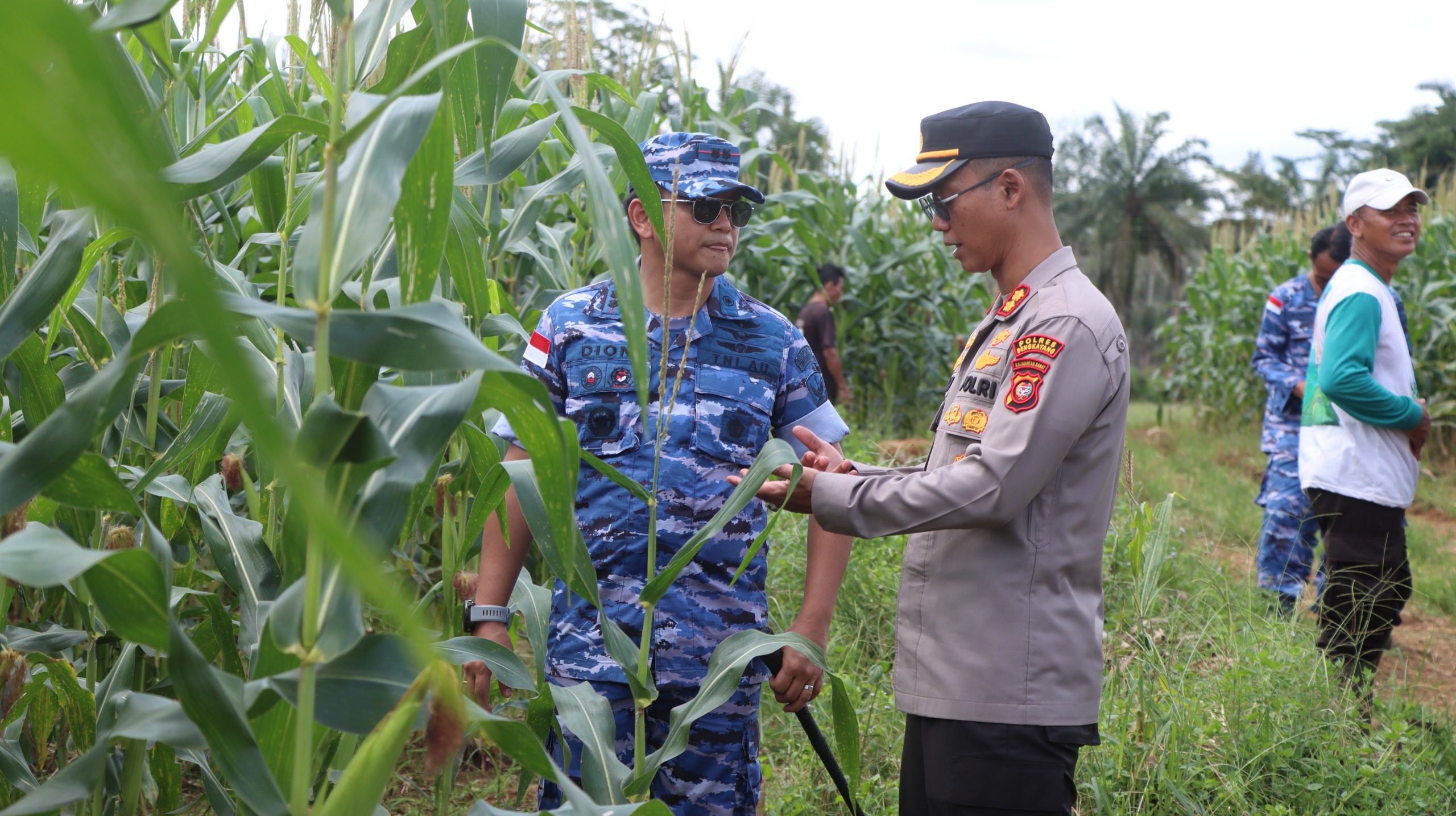 Kolaborasi TNI-Polri Sukseskan Panen Raya Jagung Nasional di Bengkayang
