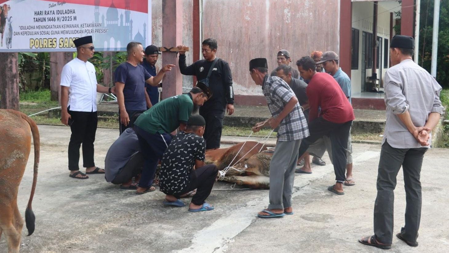 Polres Sambas Laksanakan Penyembelihan Hewan Kurban Idul Adha 1446 H
