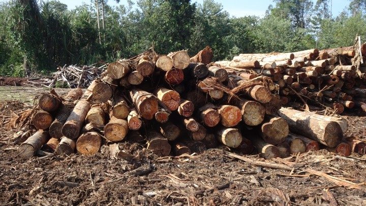 Kemenhut Tindak Pengangkutan Kayu Ilegal di Ketapang, Dua Orang Ditetapkan Tersangka