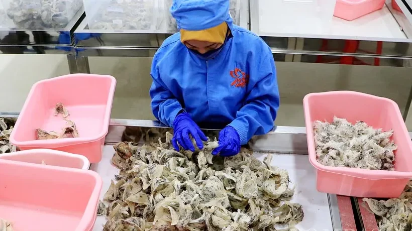 Indonesia Pimpin Produksi Sarang Burung Walet Dunia, Jepang Jadi Pasar Potensial