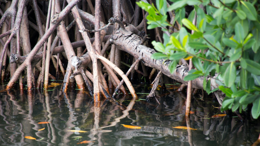 Kapolsek Dukung Penanaman 6.000 Bibit Mangrove di Ketapang