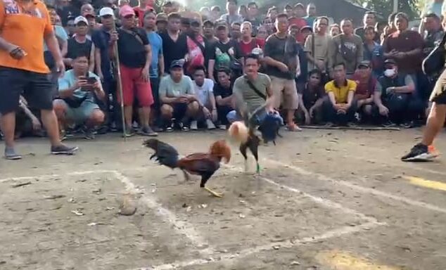 Judi Sabung Ayam Bertaruh Puluhan Juta di Putussibau Disorot, Aparat Dituding Bungkam