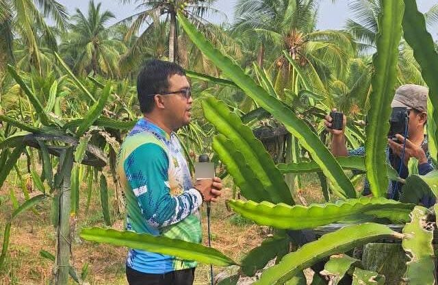 Musim Kemarau Panjang, Produksi Buah Naga di Jawai Sambas Menurun