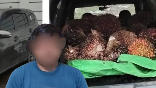 Mobil Terperosok, Pencuri Sawit Tinggalkan Hasil Curian di Lokasi