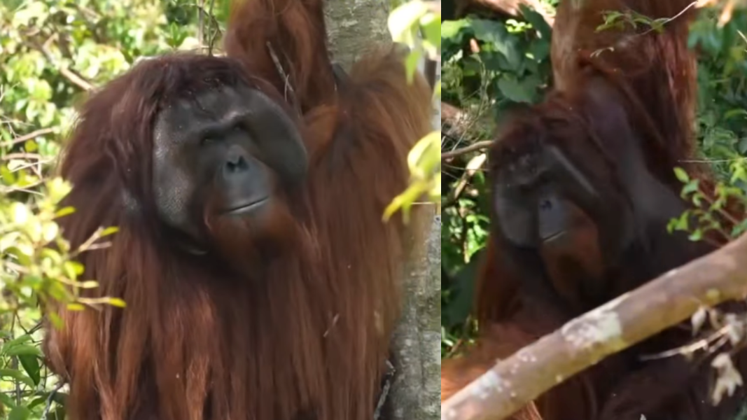 Jojo, Orangutan 25 Tahun Rasakan Kebebasan di Enclosure Semi-Liar Ketapang