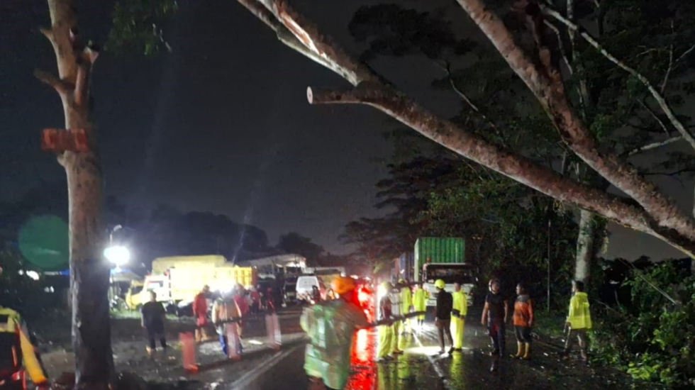 Pohon Tumbang di Jalan Mayor Alianyang Kubu Raya Sebabkan Kemacetan Panjang