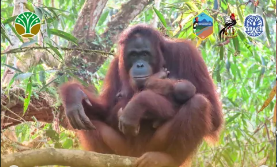 Bayi Orangutan Julia Lahir di Taman Nasional Bukit Baka Bukit Raya, Bukti Keberhasilan Konservasi
