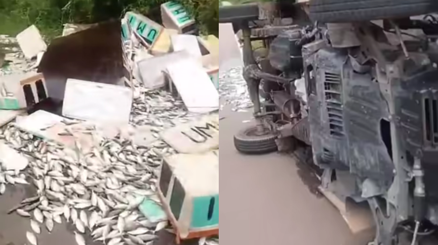 Truk Pick Up Muatan Ikan Terguling di Perbatasan Kalteng-Kalbar, Muatan Tumpah ke Jalan