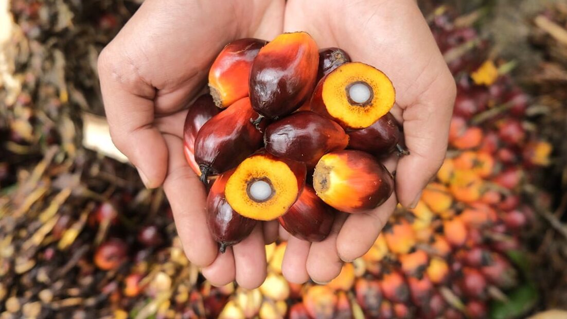 Harga TBS Sawit Kalbar Turun Tipis, Ini Rincian Lengkapnya