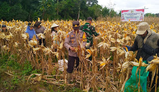 Panen Raya Jagung Hibrida Polsek Noyan Dorong Pemanfaatan Lahan Produktif