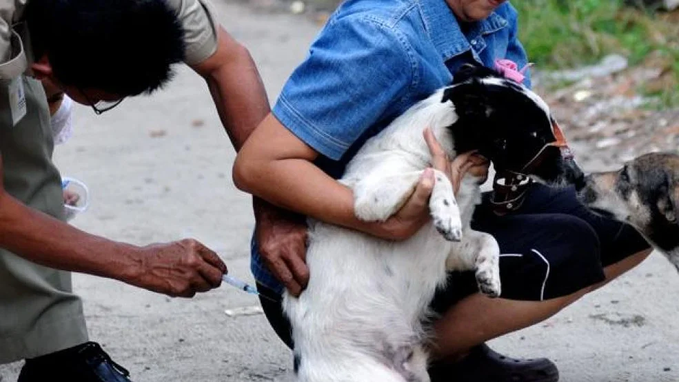 Tingginya Kasus Gigitan Rabies di Kalbar: Peran Aktif Pemilik Hewan Sangat Penting