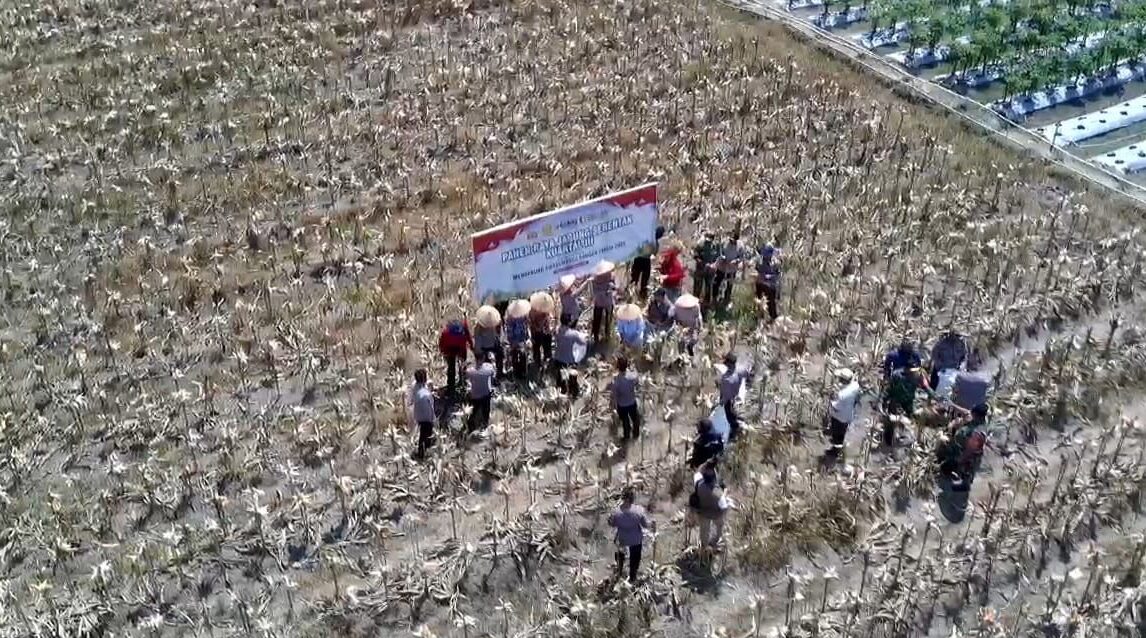 Panen Raya Jagung di Kayong Utara Dukung Target Swasembada Pangan Nasional 2025