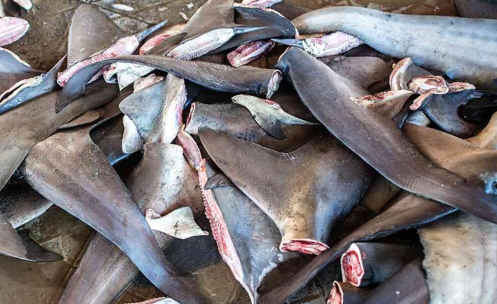 Pasca Keracunan Massal di Ketapang, MUI Jelaskan Status Halal Ikan Hiu