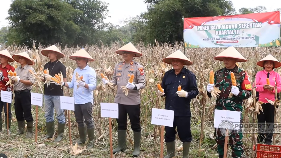 Dukung Swasembada Pangan, Petani Bengkayang Panen Raya 11,7 Hektare Jagung