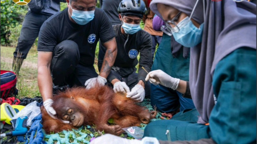 BKSDA-YIARI Berhasil Translokasi Induk dan Anak Orangutan yang Masuk Perkebunan Warga