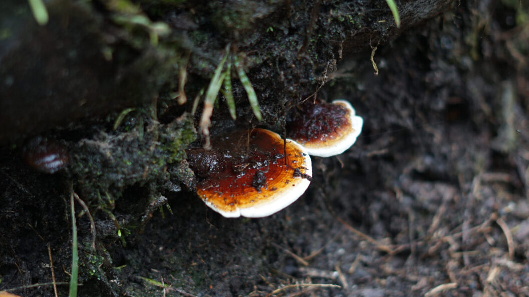 Ditjenbun Peringatkan Ancaman Ganoderma, Sawit Indonesia Bisa Punah Tahun 2060