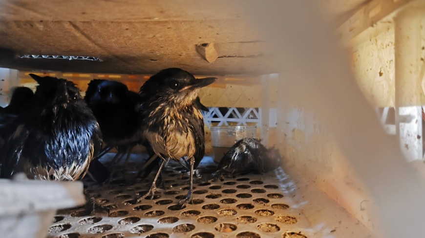 Balai Karantina Gagalkan Pengiriman 229 Burung Kacer Ilegal di Pelabuhan Sukabangun