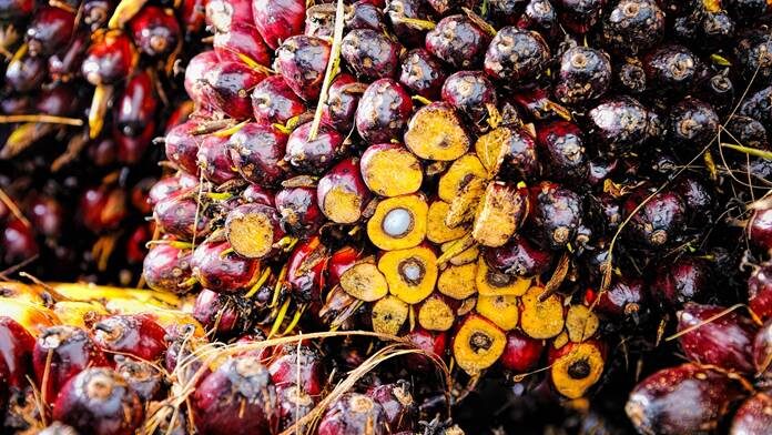 Harga TBS Sawit Kalbar Periode I-November 2025 Ditetapkan, Umur 10-20 Tahun Tembus Rp 3.358/Kg