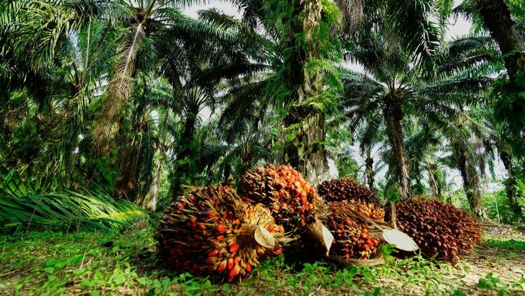 GAPKI Sebut Hilirisasi Takkan Berhasil Jika Produktivitas Industri Sawit Bermasalah
