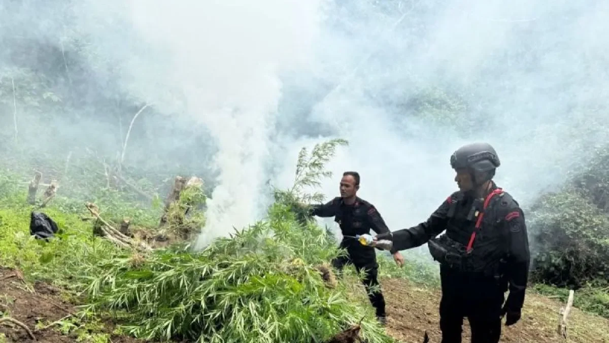 Brimob Polda Sumut Bakar 10 Hektare Ladang Ganja di Mandailing Natal