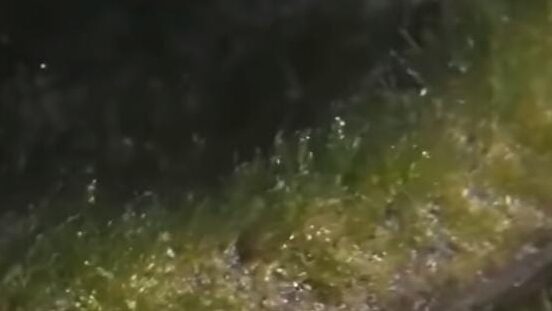 Viral! Dikira Hewan Zaman Dinosaurus, Fakta Ular Berlumut di Komodo Bikin Kaget